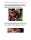 Feathernfan_organic_pdf_dec_versiondata2_thumb