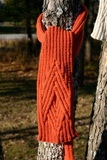Quince_thumb
