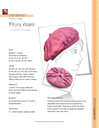 Peony_mairei_v1