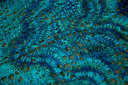 Grapevineshawlcentreline_thumb