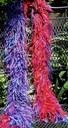 Bitz_photo2_thumb