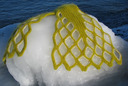 _432_emperor_scarf_on_ice_sm_thumb