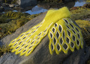 _432_emperor_scarf_on_rock_sm_thumb