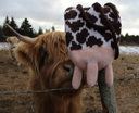 _895_udderly_3_sm_thumb