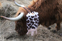 _895_udderly_2_sm_thumb
