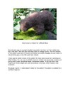 Littlebear