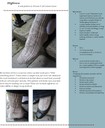 Highnesssock-aug15-11