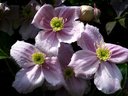 Clematis_3_thumb