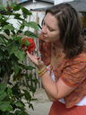 Pf4-side-hibiscus_thumb